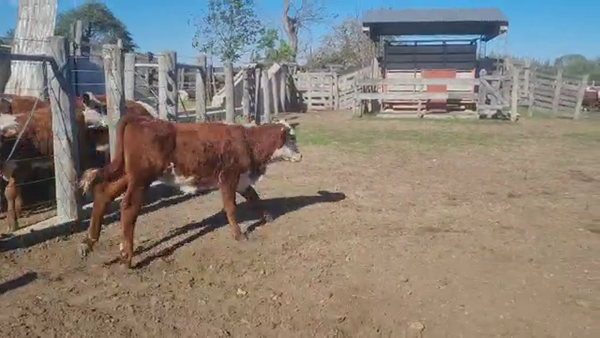 Lote 90 TERNEROS/AS BRAFORD EN SAN JUSTO, SANTA FE