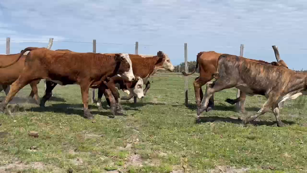 Lote 90 Terneras en Corrientes, Sauce