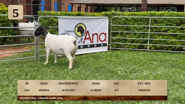 Lote LOTE 5