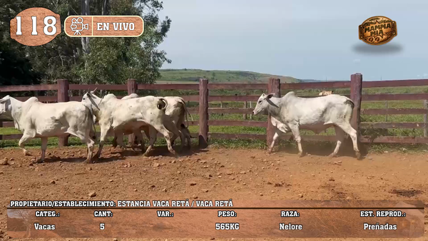 Lote LOTE 118 - EN VIVO