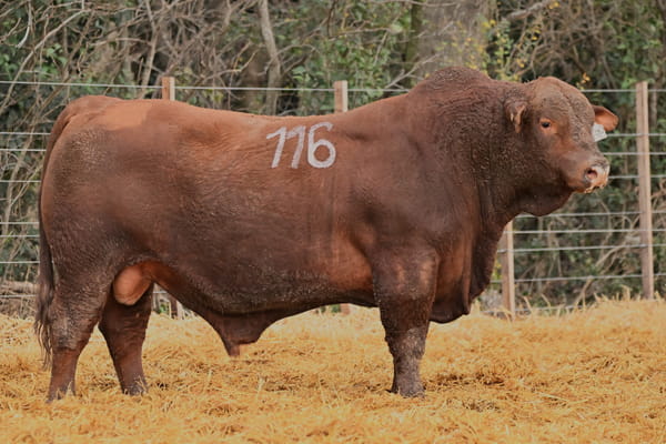 Lote TOROS BRANGUS