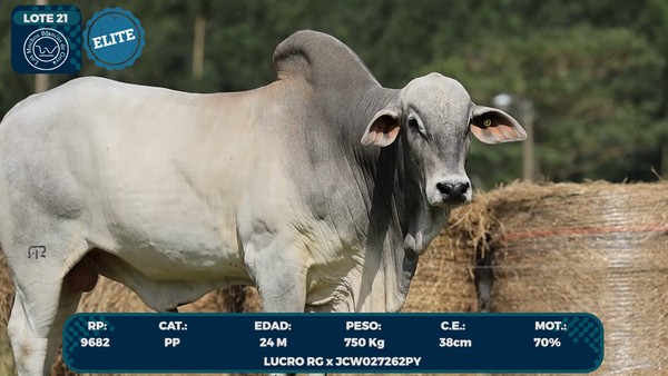 Lote LOTE 21-ELITE