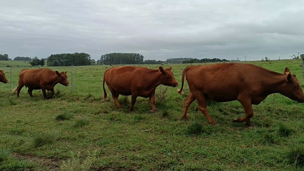 Lote 32 Vientres Preñados en Garzón, Maldonado