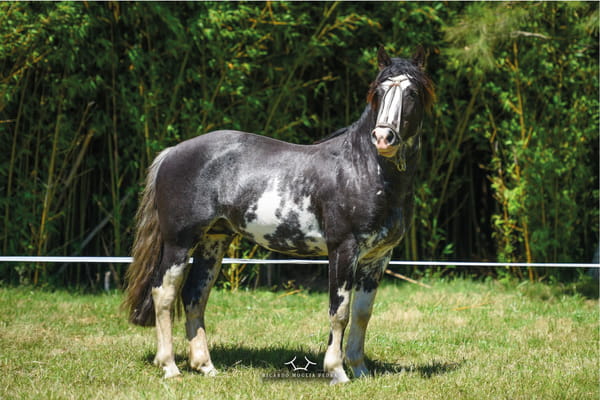 Lote El Gavilan Pacífico Mandarín (RP 427) Cabaña "El Gavilán"