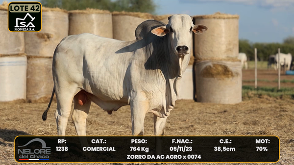 Lote LOTE 42