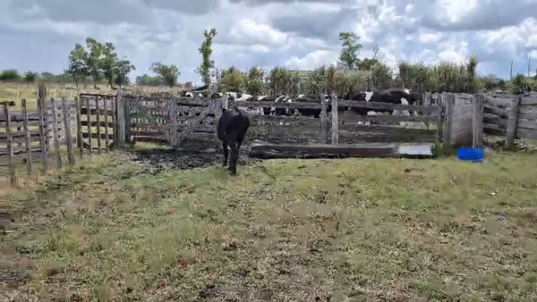 Lote Terneras 200kg - , San José