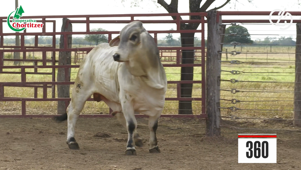 Lote Brahman
