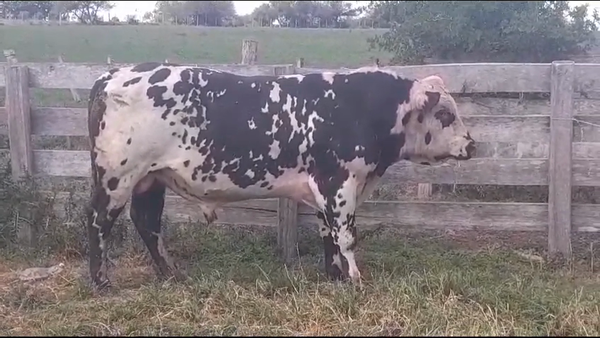 Lote TORO PI - RP 913