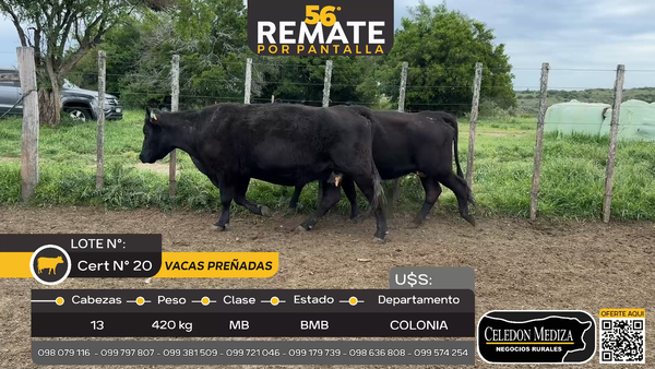 Lote 13 Vacas preñadas en Cufré, Colonia