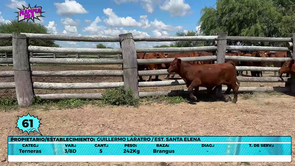 Lote LOTE 61- EN VIVO