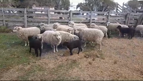 Lote (Vendido)27 Ovejas IDEAL en AGRACIADA