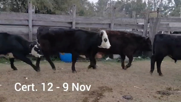 Lote NOVILLOS