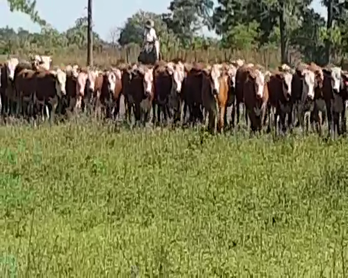 Lote 80 Vaquillonas en San Justo, Santa Fe