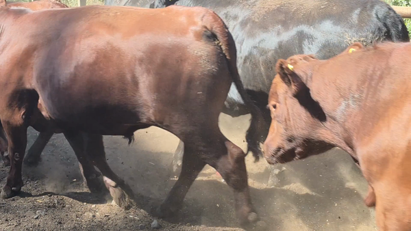 Lote 45 Novillo Gordo en Pelarco, VII  Región Maule