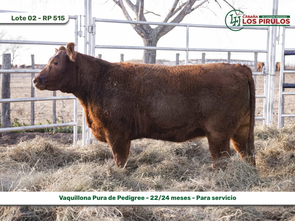 Lote VAQUILLONAS PURAS DE PEDIGREE