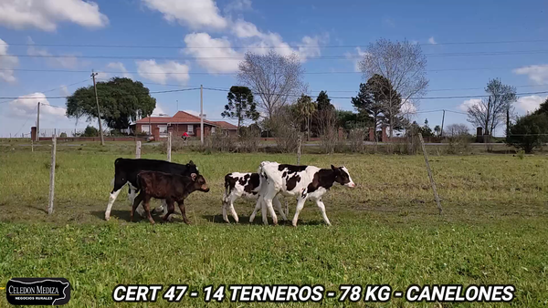 Lote 14 Terneros en Canelones