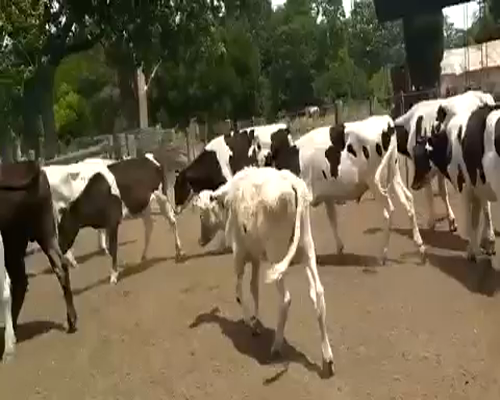 Lote 21 Novillitos en Chascomús, Buenos Aires