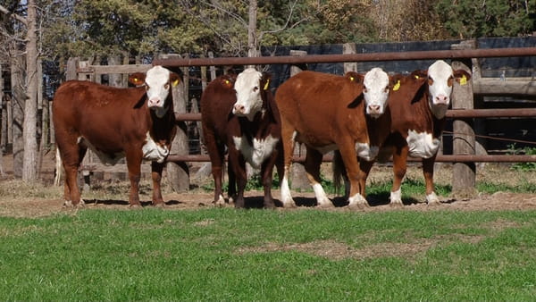 Lote VAQUILLONAS C/ SERVICIO BRAFORD CABAÑA LOS ALGARROBOS