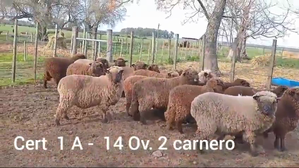 Lote OVEJAS Y CARNEROS