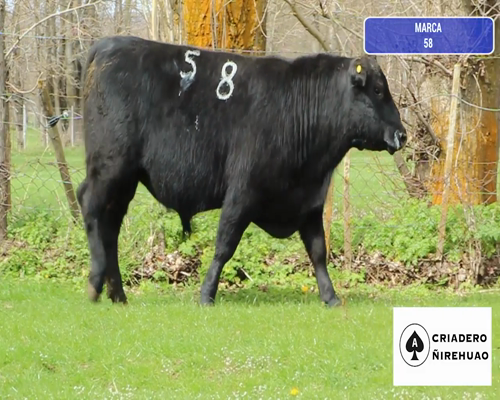 Lote 1 Toro en Coyhaique, XI Región Aysén