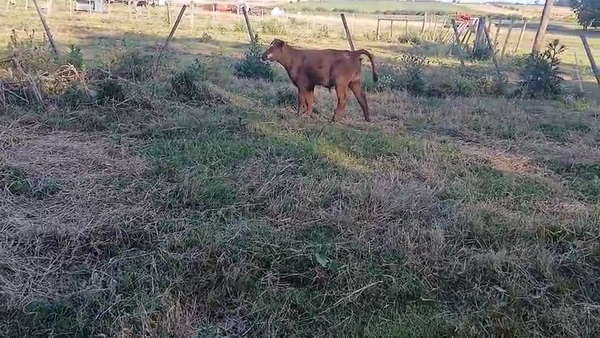 Lote 6 Terneros, San José