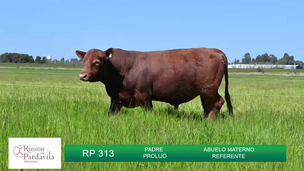 Lote TOROS RINCON DE PARDAVILLA