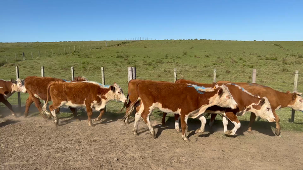 Lote 102 Vaquillonas 1 a 2 años en Cuchilla del Ombú, Tacuarembó