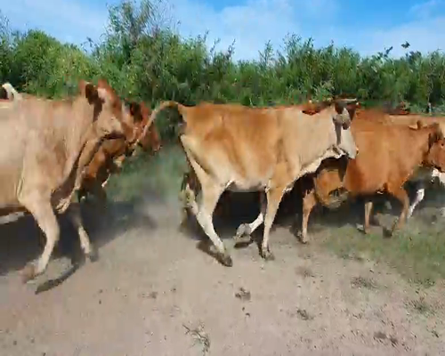 Lote 80 Vacas de invernar en San Luis del Palmar, Corrientes