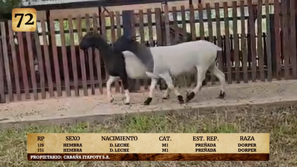 Lote LOTE 72