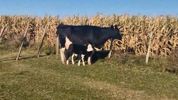 Lote Vaca 650kg - , San José