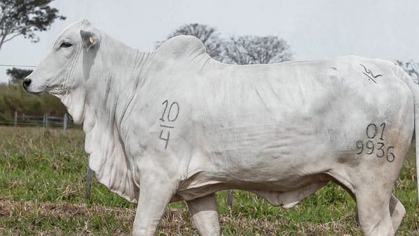 Lote LOTE 49