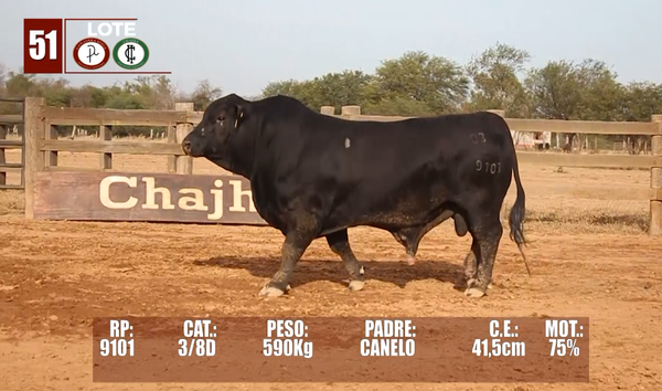 Lote Lote 51
