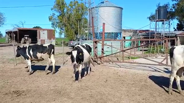 Lote Vaquillonas para entorar - Agropecuaria Jose Bressi