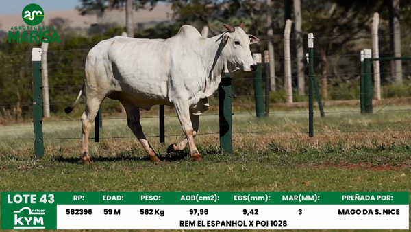Lote Lote 43