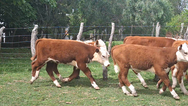 Lote 20 Terneros/as en Corrientes, Curuzu Cuatia