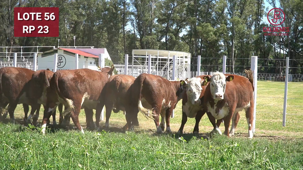 Lote VAQUILLONAS PREÑADAS PR Polled Heref.  x IA -PARICION OTOÑO 2026-