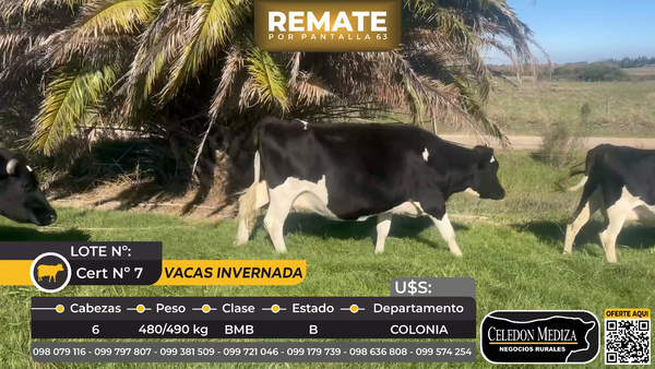 Lote 6 Vacas de Invernada en Riachuelo, a 4 km de ruta 1. Colonia