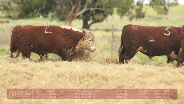 Lote ORDEN 28 TOROS DE LOTES