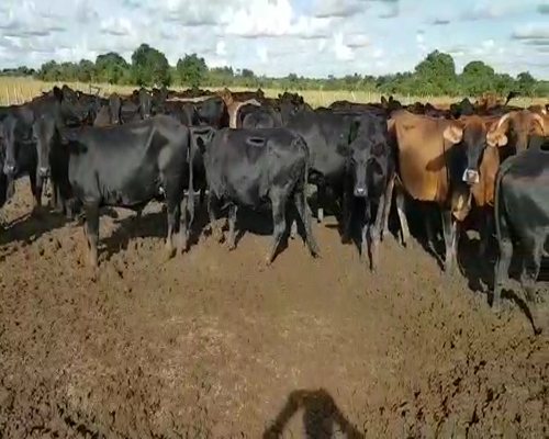 Lote 70 Vacas en Concepción, Corrientes