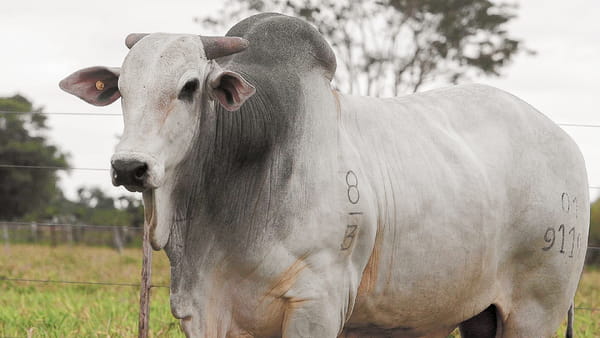 Lote LOTE 10