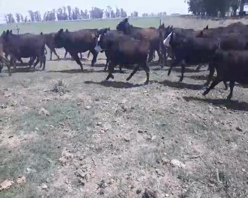 Lote 70 Terneras en Carlos Tejedor, Buenos Aires