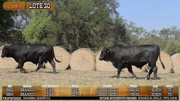 Lote LOTE 30 - VIVO