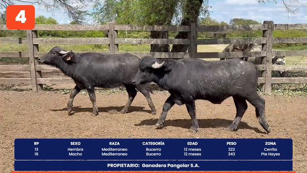 Lote LOTE 4