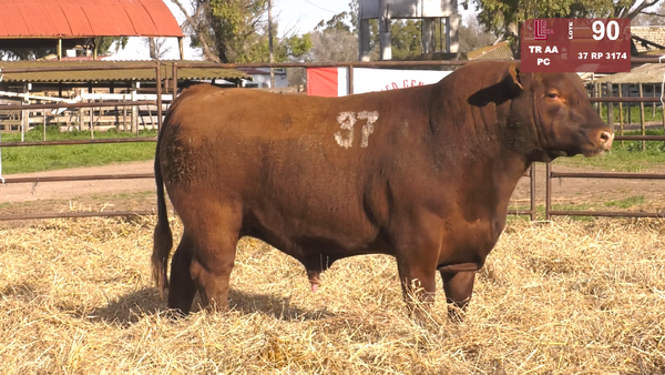 37 3174 — TOROS ANGUS COLORADOS  PC