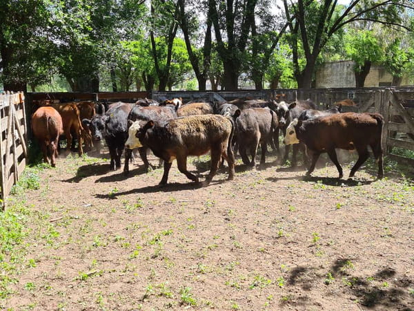 Lote 29 Novillitos en Gral. Lamadrid, Buenos Aires