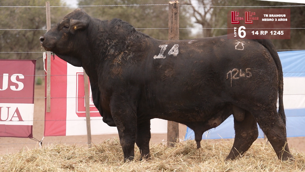 1245 — BRANGUS NEGRO 3 AÑOS