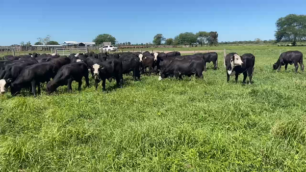 Lote 90 Terneras en Pirané, Formosa