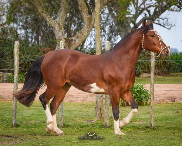 Lote Criollos da Fronteira EL Gavilán Muñeca Barrios  Overa Colorada Potranca RP: 420