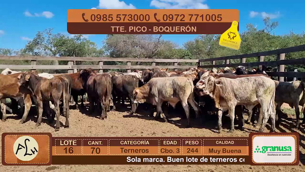 Lote Terneros Cbo 3