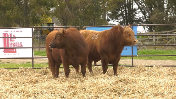Lote TOROS ANGUS COLORADOS PC